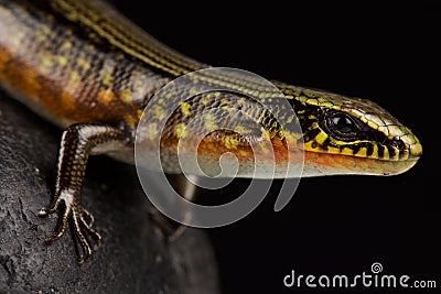 Ingridâ€™s Galliwasp Celestus ingridae Stock Photo